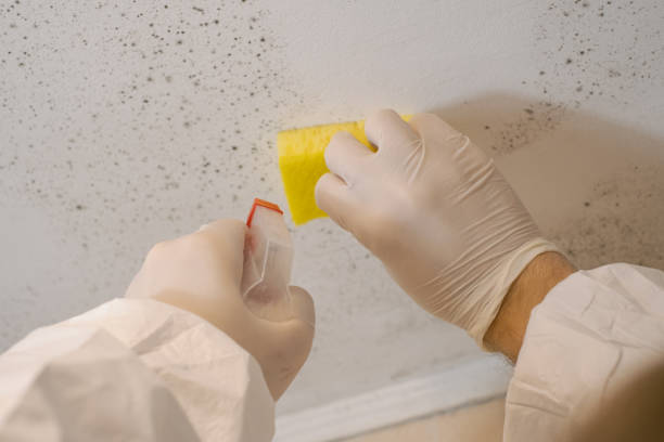 Professional Mold Inspection, Removal & Remediation in Point Clear, AL